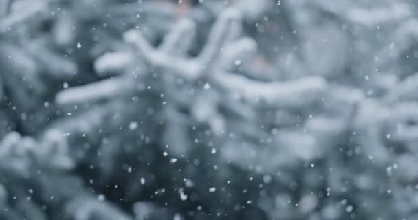 在蓝色云杉枝干的背景上 自然的飘落着雪 寒冬平安夜的背景 — 图库视频影像