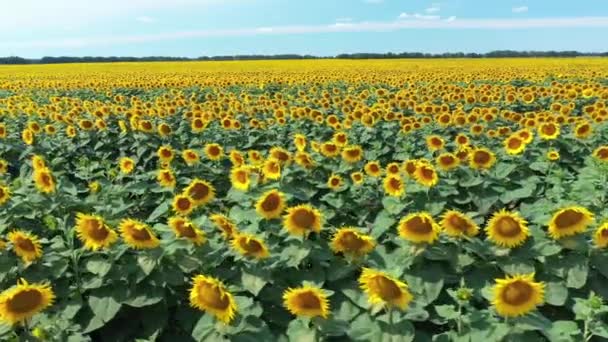 Drohnenvideo Vom Sonnenblumenfeld Luftaufnahme Von Sonnenblumen Sonnigen Sommertagen Langsame Kamerafahrt — Stockvideo