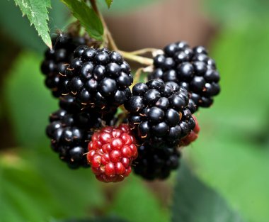 dewberries üzerine bir çalı.