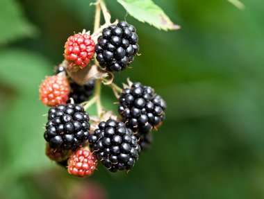 dewberries üzerine bir çalı.