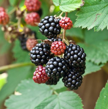 dewberries üzerine bir çalı.