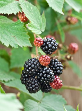 dewberries üzerine bir çalı.