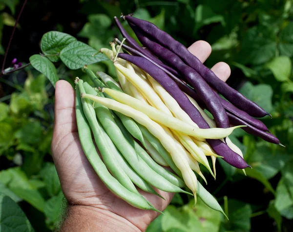 Fagiolini freschi in mano all'uomo . — Foto Stock