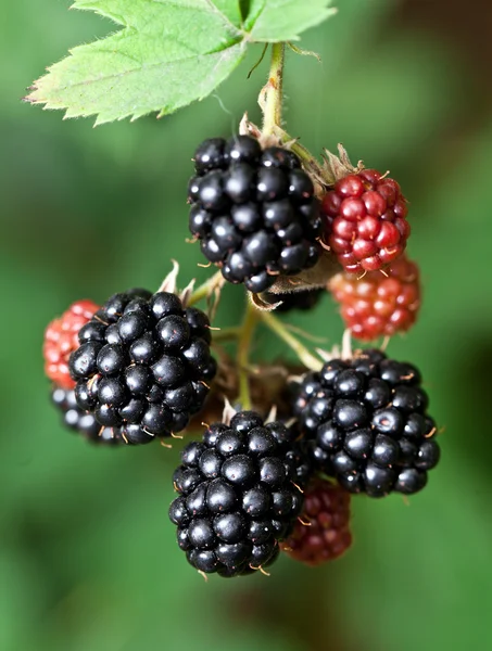 dewberries üzerine bir çalı.