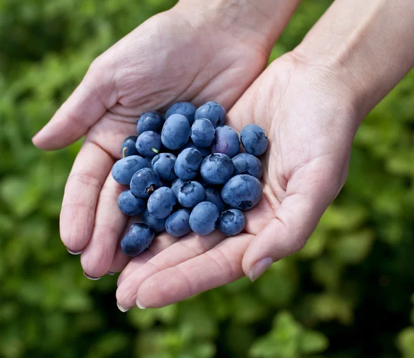 Blueberries in the woman's hands. — Stock Photo, Image