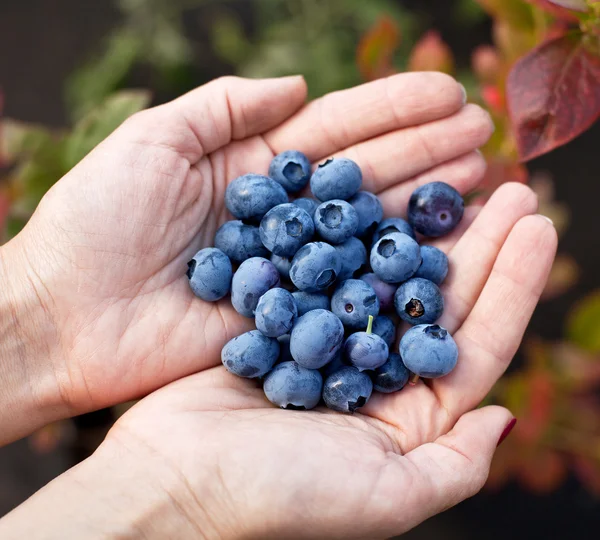 Blaubeeren in den Händen der Frau. — Stockfoto