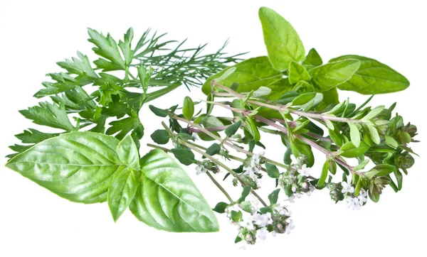 Green fresh herbs on a white. — Stock Photo, Image
