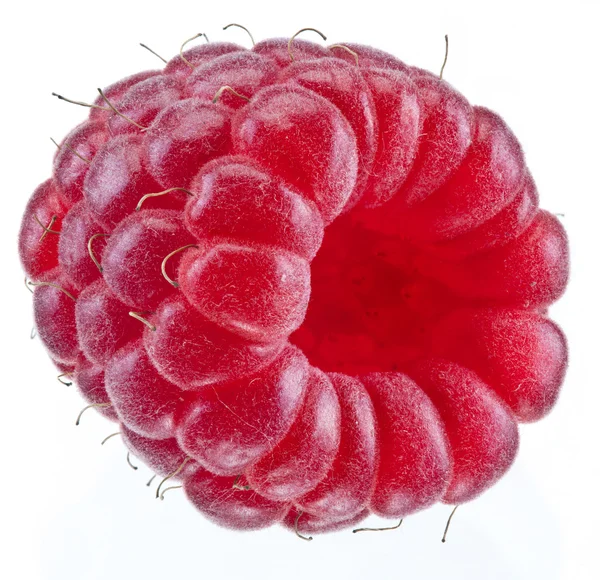 One rich raspberry fruit isolated on a white. — Stock Photo, Image