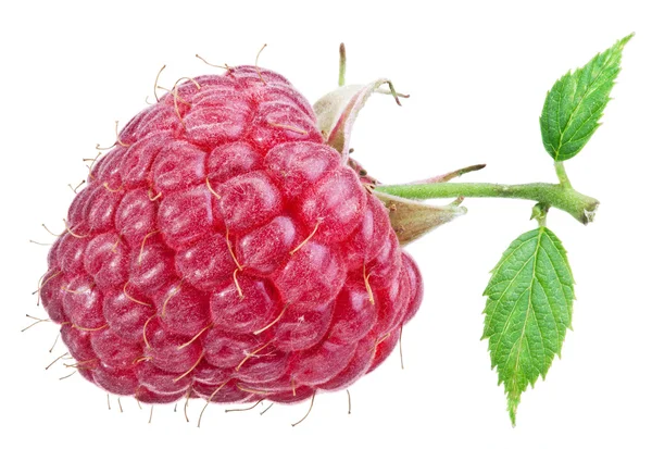 One rich raspberry fruit isolated on a white. — Stock Photo, Image