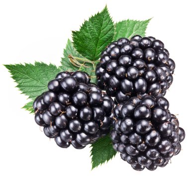 dewberries üzerinde beyaz izole yaprakları ile.