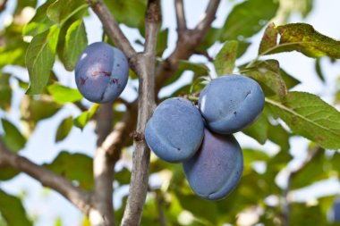 ağaç üzerinde Erik. meyve arka plan.