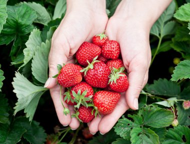 bir kadının ellerinde çilek meyve.