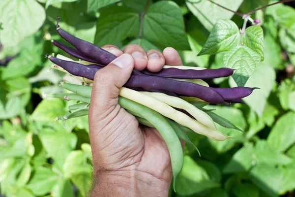 Fagiolini freschi in mano all'uomo . — Foto Stock