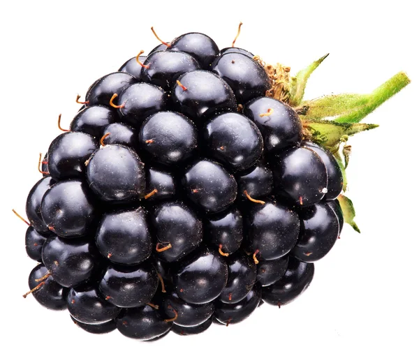 黑莓孤立在白色背景. — 图库照片