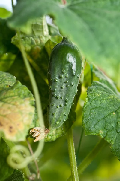 Gurken im Garten. — Stockfoto