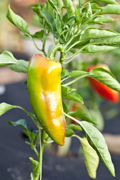 Paprika in giardino . — Foto Stock