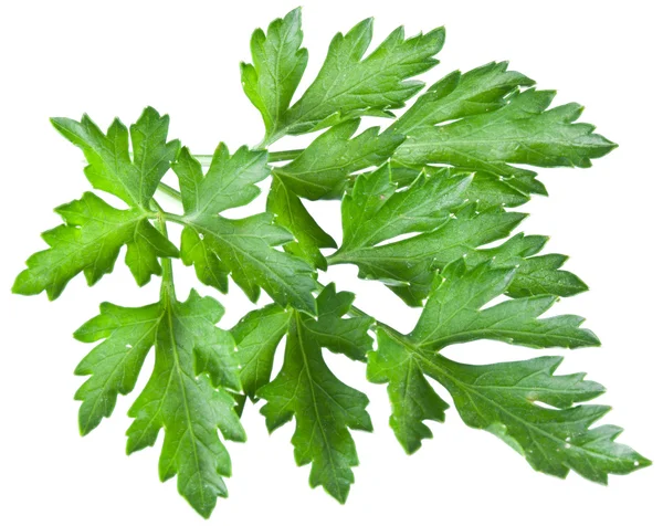 Green parsley isolated on a white. — Stock Photo, Image