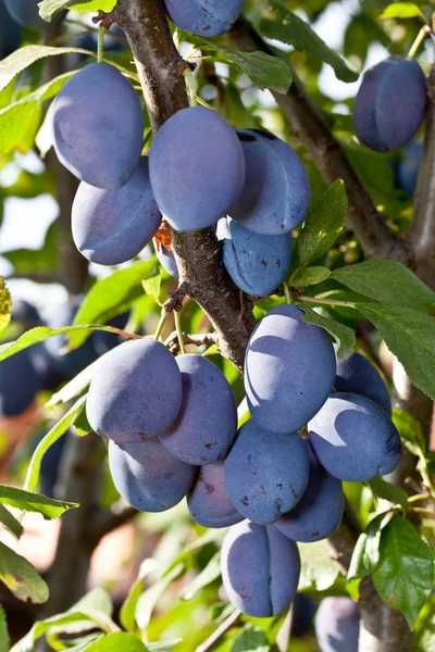 Des prunes sur l'arbre. Fruits fond . — Photo