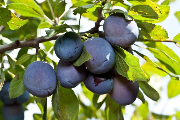 Des prunes sur l'arbre. Fruits fond . — Photo