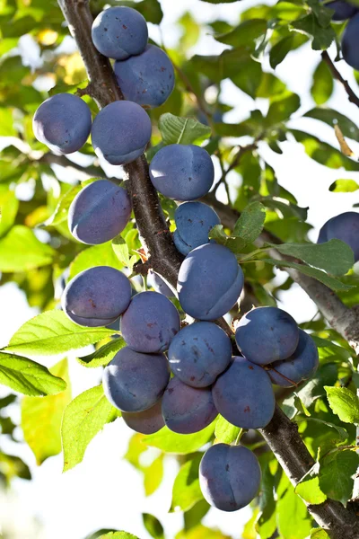 Ciruelas en el árbol. Fondo de fruta . —  Fotos de Stock
