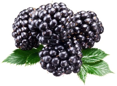 dewberries üzerinde beyaz izole yaprakları ile.