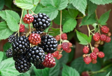 dewberries üzerine bir çalı.