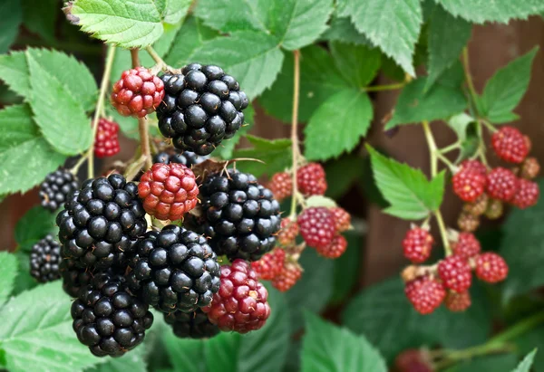 Dewberries em um arbusto . — Fotografia de Stock