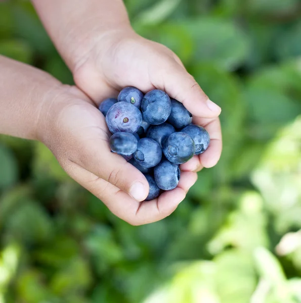 Blueberries está nas mãos da criança . — Fotografia de Stock