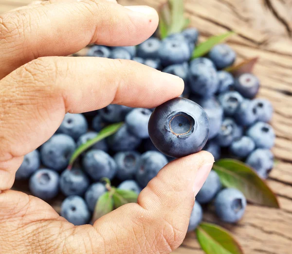 Blueberry in the man's hand. — Stock Photo, Image