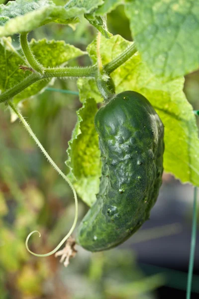 Cucumber in the garden. — Stock Photo, Image