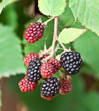 dewberries üzerine bir çalı.