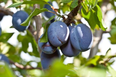 ağaç üzerinde Erik. meyve arka plan.