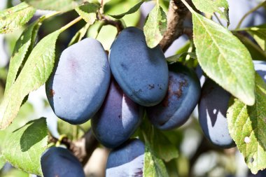 ağaç üzerinde Erik. meyve arka plan.