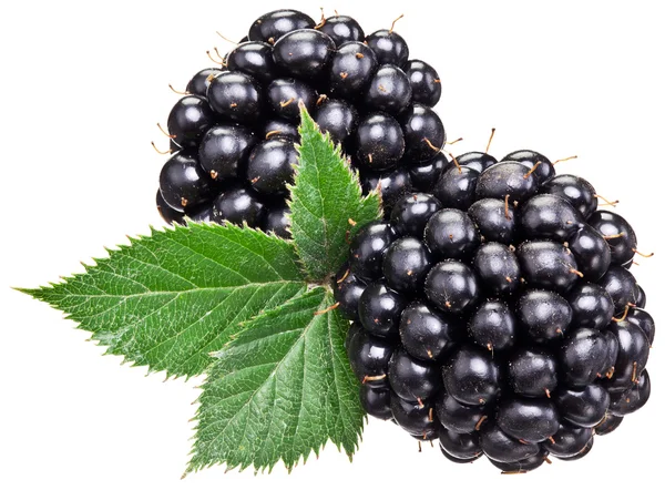 Blackberries with leaves isolated over white. — Stock Photo, Image