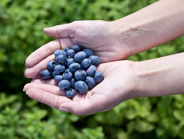 Blueberries in the woman's hands. — Stock Photo, Image