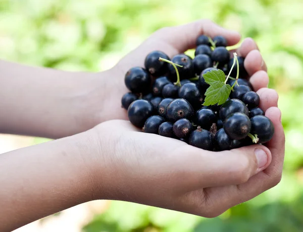 Black currants is in the child's hands. — Stock Photo, Image