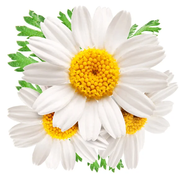 Beautiful camomiles on white background. — Stock Photo, Image