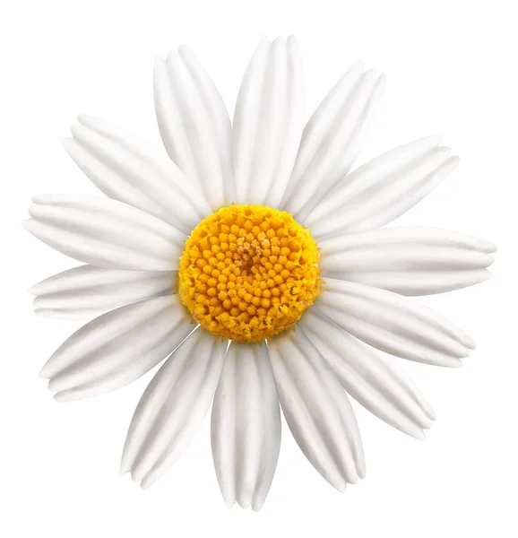 Beautiful camomile on white background. — Stock Photo, Image