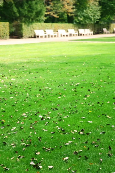 Gras mit Herbstblättern im Park. — Stockfoto