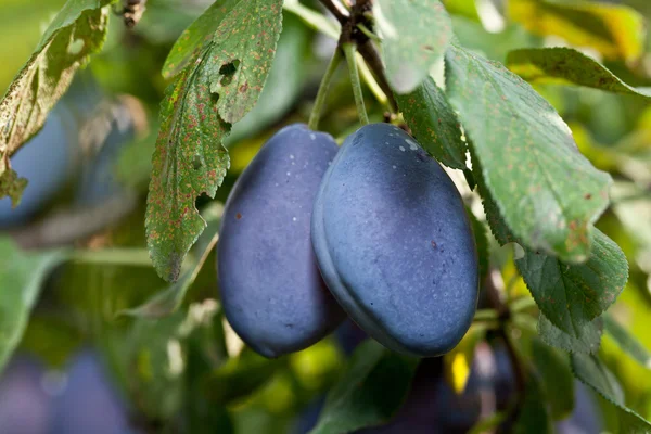 Des prunes sur l'arbre. Fruits fond . — Photo