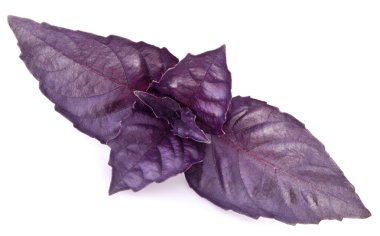 beyaz izole mor fesleğen yaprağı.