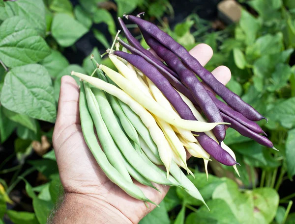 Fresh green beans in man 's hand . — стоковое фото