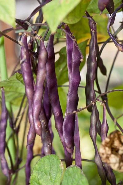 庭で新鮮な紫豆. — ストック写真