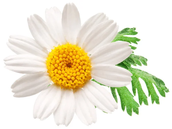 Beautiful camomile on white background. — Stock Photo, Image