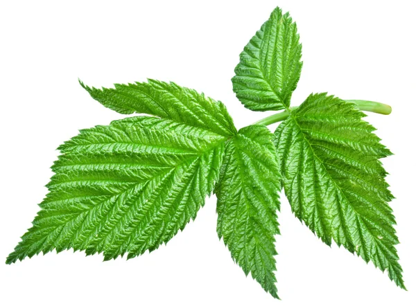 Fresh raspberry leaves. File contains clipping paths. — Stock Photo, Image