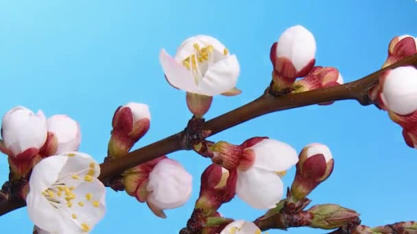 Aprikos blomma växer på en blå bakgrund — Stockvideo