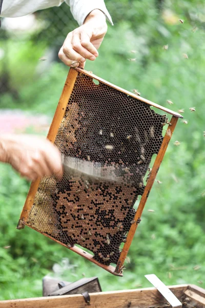 Bee-keeper keeps in hand honeycomb frame with bees on it. — Stock Photo, Image