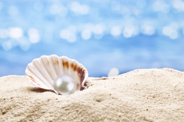 Pearl oyster — Stock Photo, Image
