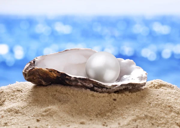 Shell with a pearl. — Stock Photo, Image