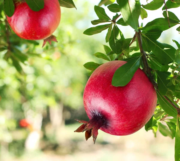 Rote reife Granatäpfel auf dem Baum. — Stockfoto